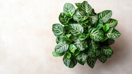 Aufkleber - Top view of a tropical houseplant featuring puckered iridescent leaves on a light background