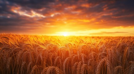 Aufkleber - Golden wheat ears against a sunset sky in close up showcasing a beautiful natural field The rich harvest highlights the stunning beauty of summer or autumn landscapes