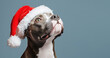 © ArtSav - Dog wearing santa hat, copyspace