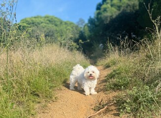 Wall Mural - Happy white dog walks in the mountains.
