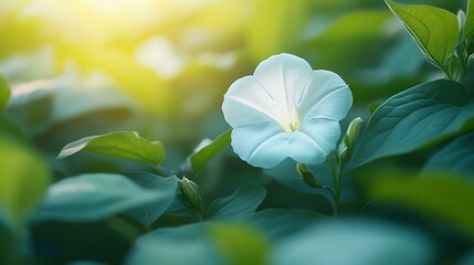 Poster - Morning Light Illuminating a Single White Flower Amongst Green Leaves for Tranquil Garden Concepts : Generative AI