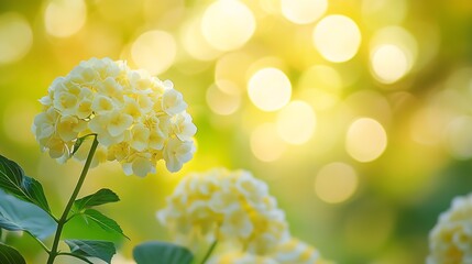 Poster - Vibrant Hydrangea Blooms with Bokeh Background in Summer Garden : Generative AI