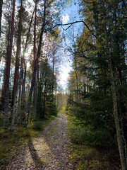 Scenic view of a tranquil forest path covered with fallen leaves, leading deeper into the woods. Sunlight filters through tall trees, casting soft shadows and illuminating the autumn foliage. Captured