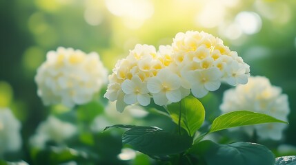 Poster - Sunlit Yellow Hydrangea Blossoms in Tranquil Garden Setting with Green Foliage : Generative AI