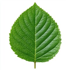 A photostock of a fresh green mint leaf on a white background, cool and refreshing.