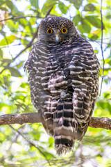 adult powerful owl roosts in tree canopy by day