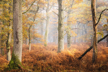 enchanting autumn forest in perthshire, scotland, with european oak trees enveloped in misty, ethere