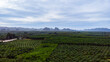 Palm plantations in southern Thailand