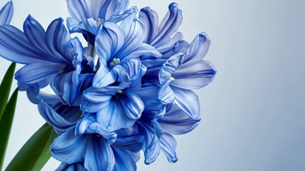 Wall Mural - A close-up of blue hyacinths with green stems against a soft blue background