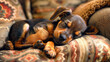 © Valeriia - Love, care tired baby animal. Animal shelter adoption, finding new home. Relaxed puppy sleeping napping in living room. Ddog on armchair, having new pet at home.