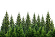 © venusvi - A lush forest of evergreen trees against a white isolated background, perfect for nature-themed designs and projects.