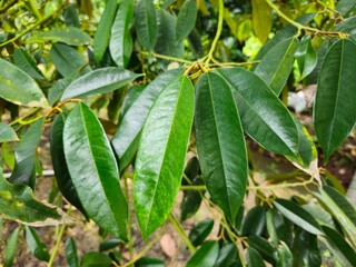 Close up of fresh green durian leaves on the branch in the garden at Mekong Delta Vietnam. Plantation and Agriculture concept.