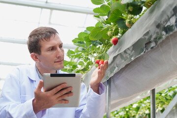 Caucasian man scientist check cultivation strawberry in modern building glass farm. Scientists using digital tablet for research plant in organic farm. Quality control for hydroponics vegetable farm.