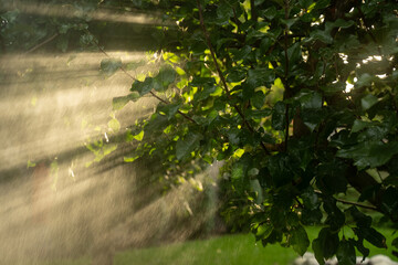 Sunbeams shine through the branches of a tree adorned with green leaves during a refreshing rain shower, creating a beautiful interplay of light and nature