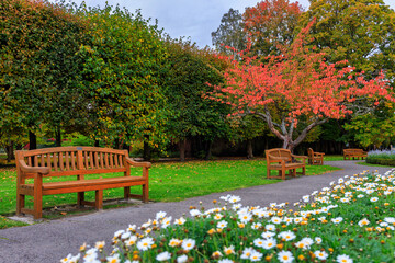 Fototapete - Autumn alley with yellow leaves in the public park in Gdansk Oliwa, Poland
