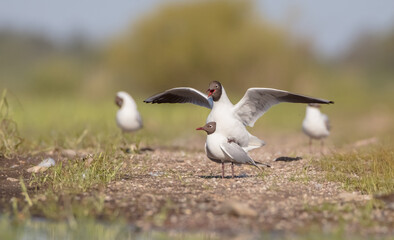 black-headed gull - at the mating season in spring at a wetland