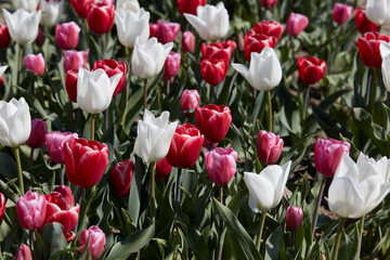 Wall Mural - Tulip flowers in red, white and pink colors texture background in spring sunlight