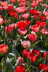 Wall Mural - Tulip flowers in red and pink colors texture background in spring sunlight