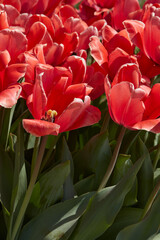 Wall Mural - Tulip Apricot Impression, red pink flowers in spring sunlight