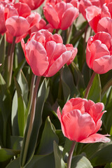 Wall Mural - Tulip Pink Impression flowers in spring sunlight