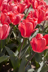 Wall Mural - Tulip Barre alta, pink flowers in spring sunlight