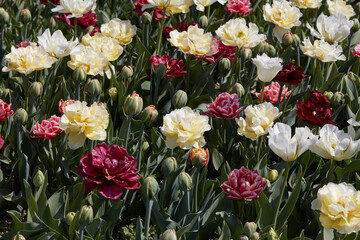 Wall Mural - double tulip flowers in white, pale yellow and dark red colors texture background in spring sunlight