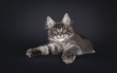 Wall Mural - Handsome blue Maine Con cat kitten, laying down hanging on to edge. Looking straight to camera.  Isolated on a black background.