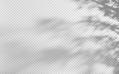 Wall Mural - abstract shadow overlay from foliage on a transparent background.