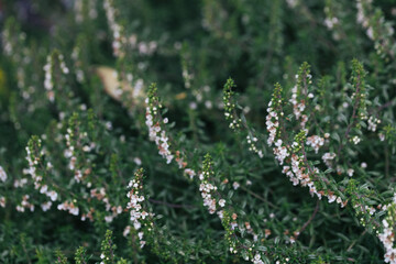 Abstract plants foliage close up