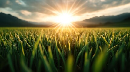 As the sun rises, it illuminates the lush green growth of the field, highlighting nature's beauty and fostering a sense of hope and the dawn of a new day.