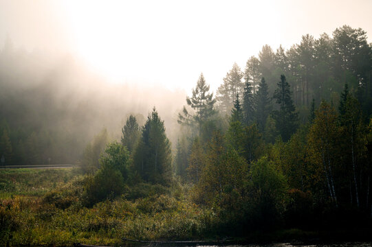mystical fog in the forest at dawn