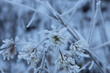 © PhotoMet - vista macro di varie piante secche e completamente coperte di ghiaccio, in inverno, su sfondo chiaro e sfuocato