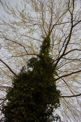 View from below of a blossoming green tree during spring