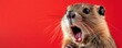 © I Have Photos - Cute baby beaver with a funny shocked face, wide eyes and open mouth, against a red background, lively and fun