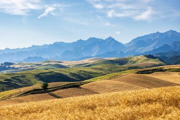 Wall Mural - Ripe wheat fields and mountain scenery at farm