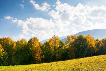 Wall Mural - forest in colorful foliage. mountainous countryside landscape of ukraine on a sunny afternoon in aut
