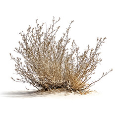 Poster - Dry bush of desert tumble weed on white background