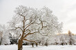 © Designpics - Snow-covered trees in a park at twilight