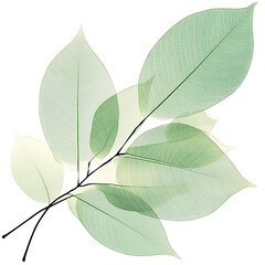 Poster - Green leaves