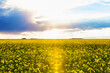 © Designpics - View of a canola crop (Brassica napus) in full bloom with sun rays through the clouds; Namao, Alberta, Canada