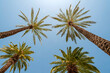 © Designpics - Upward view of sunlit palm trees against a blue sky; Las Vegas, Nevada, United States of America