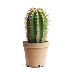 Aufkleber - Cactus isolated on white