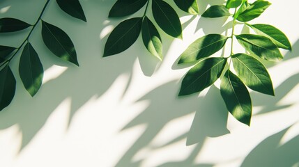 Poster - Abstract shadow of green leaves on a white background Banner with space for text Plant detail captured in sunlight selective focus