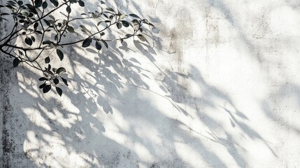 Poster - Shadow Of Branch And Leaf On A White Concrete Wall