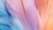 © NFTNexus - Vibrant pastel hued feather background Close up vertical shot of soft colorful feathers Minimalistic abstract design with room for text