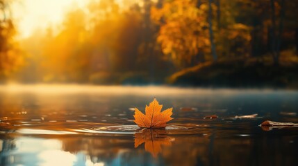 Wall Mural - A vibrant orange maple leaf floating on a calm lake during autumn.