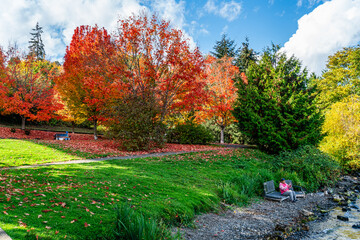 Wall Mural - Lake Park Autumn Trees 3