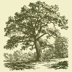 a hand-drawn illustration of a large oak tree with a thick trunk and spreading branches. the tree is