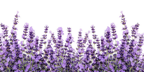 Sticker - PNG Lavender border flower plant backgrounds.