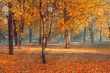 © YuNIK - A picturesque autumn landscape with trees in a forest with yellow leaves